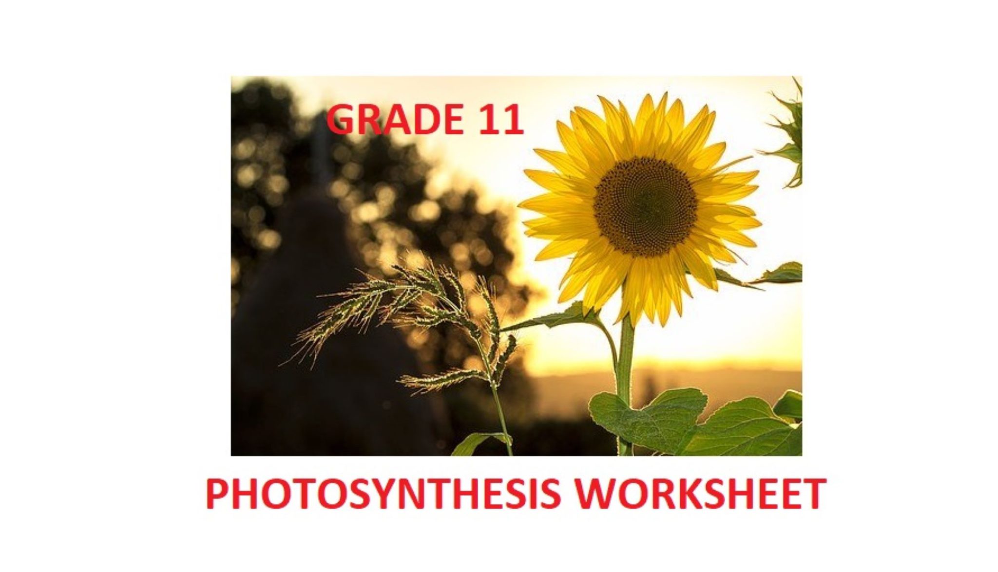 grade-11-life-sciences-classwork-on-photosynthesis-2-pages-with-all-question-types-teacha